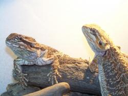 Pogona.jpg